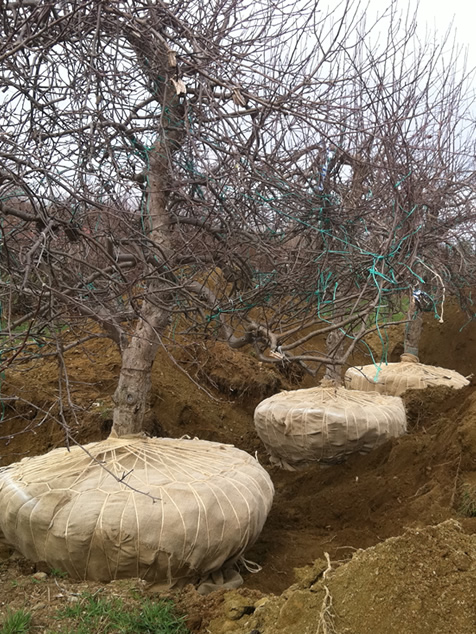 HF Johnson Tree Farm Boston