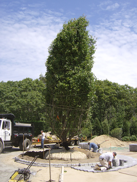 HF Johnson Tree Farm Boston