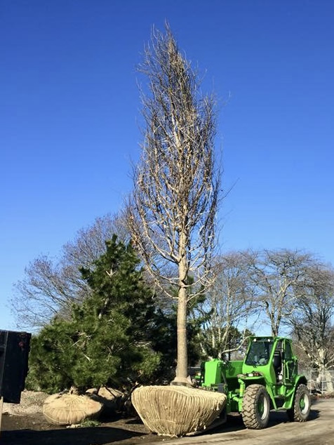 HF Johnson Tree Farm Boston