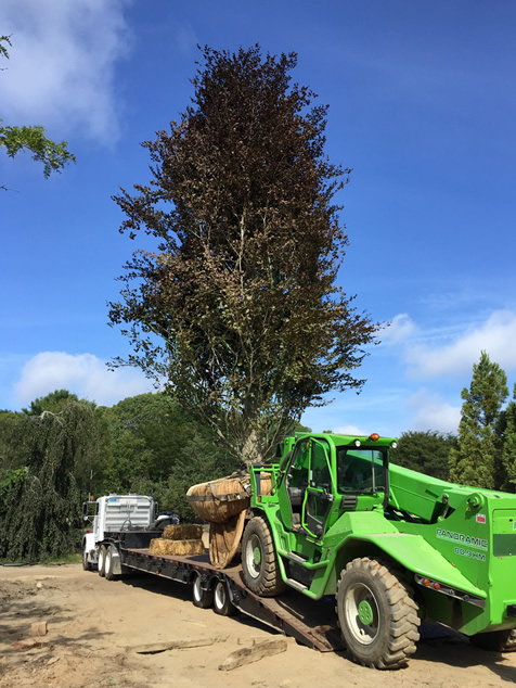 HF Johnson Tree Farm Boston