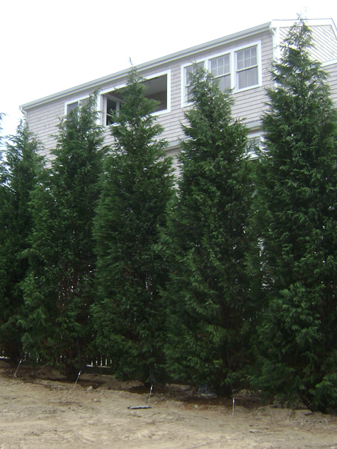 HF Johnson Tree Farm Boston