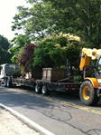 HF Johnson Tree Farm Boston