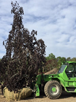 HF Johnson Tree Farm Boston