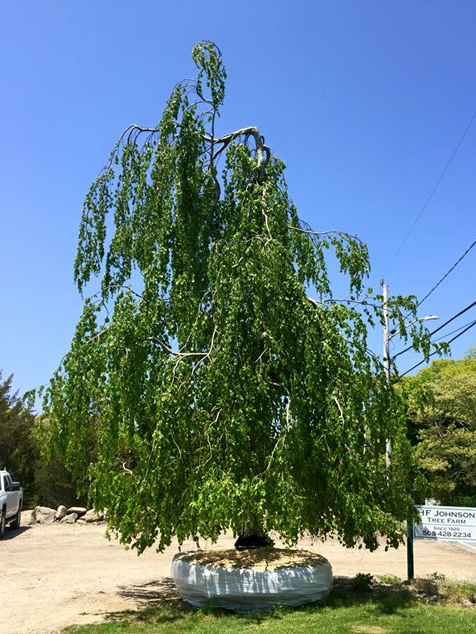 HF Johnson Tree Farm Cape Cod