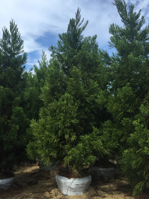 HF Johnson Tree Farm Cape Cod