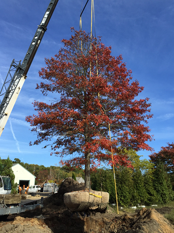 HF Johnson Tree Farm